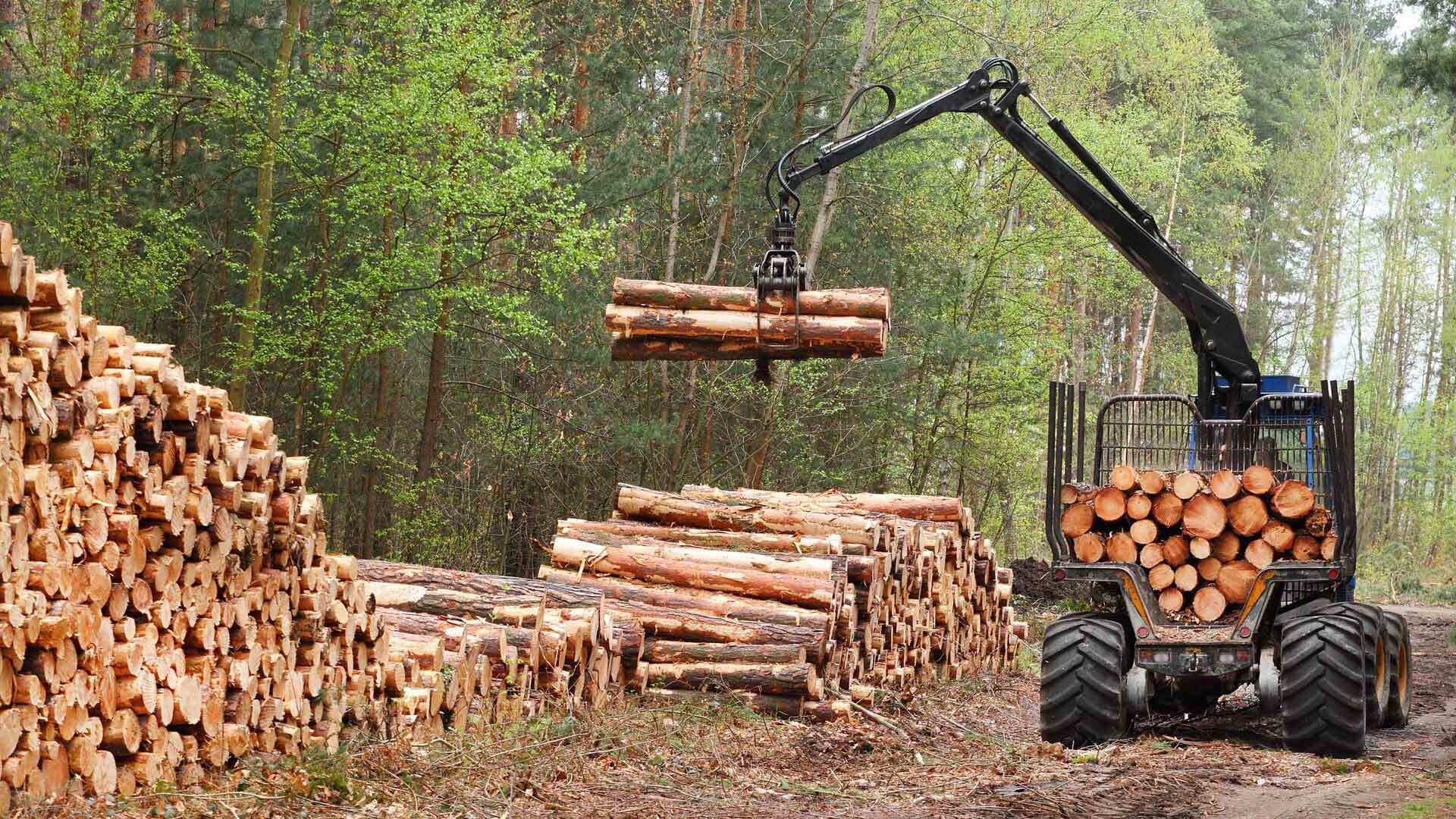 The harvester working in a forest.